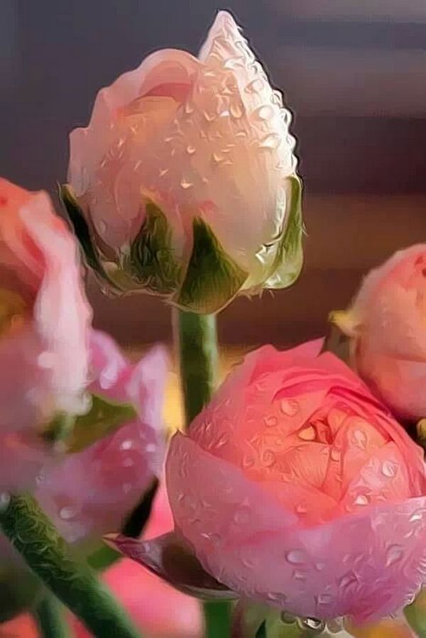  Алые розы, Белая роза, Букет роз, Букеты роз, Голанские розы, Зимние розы, Красные розы, Одинокая розочка, Роза любви, Розовая роза, Розовые розочки, Розочки, Розы во дворе